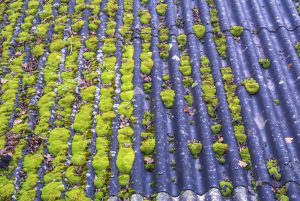 moss on roof will require roofing contractor for removal