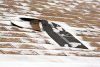 damaged shingles that need winter roof repair Idaho Falls, ID