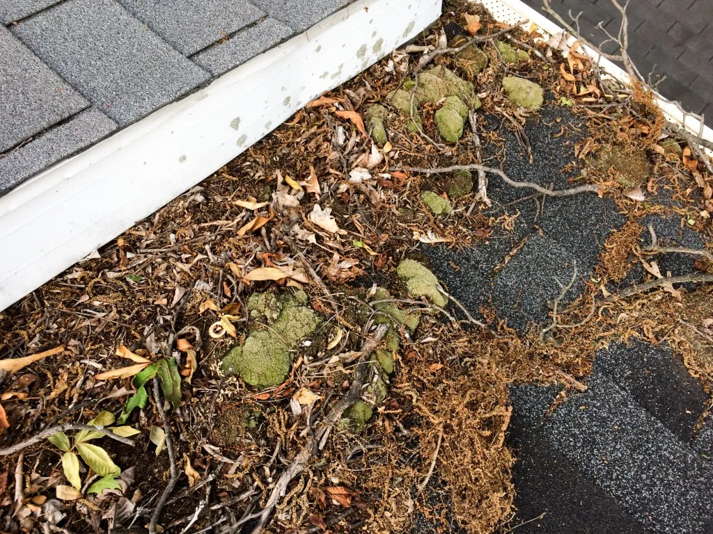 Debris on Your Roof? Here's How to Clear It Safely